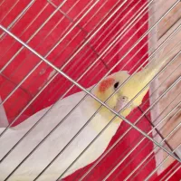 عروس هلندی|پرنده|شهرضا, |دیوار