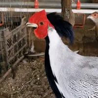 تخم نطفه دار سیلور