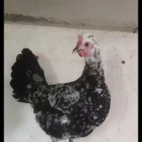 تخم نطفه دار تضمینی گلین لری زیبا|حیوانات مزرعه|میبد, |دیوار