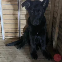 توله ژرمن شپرد بلک کینگ سایز