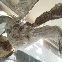 مرغ ماهی خوار