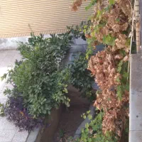 اجاره منزل