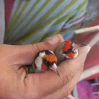 سهره دورگ و رسمی