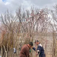 نهال خاص و کمیاب زردالو چتری نهالستان پاشاپور