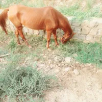 اسب|اسب و تجهیزات اسب‌سواری|شادگان, |دیوار