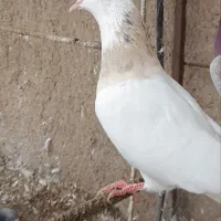 پرنده|پرنده|سبزوار, شرق کال عیدگاه|دیوار