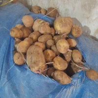 بذری همدان ۸تن موجود هست جلی