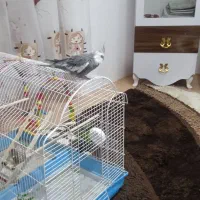 عروس هلندی نر|پرنده|ارومیه, |دیوار