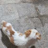 سگ زیبا|سگ|مبارکه, |دیوار