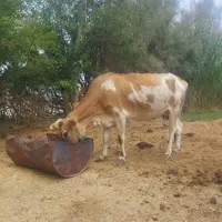 ۲راس گاو وگوساله فروشی|حیوانات مزرعه|بافت, |دیوار
