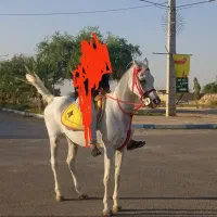 شوش|اسب و تجهیزات اسب‌سواری|شوش, |دیوار
