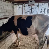 گاو هولشتاین 3ماه حامله|حیوانات مزرعه|چوبر, |دیوار