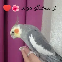 عروس هلندی|پرنده|تهران, شهرک صادقیه|دیوار