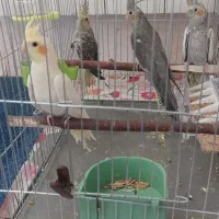 عروس هلندی جوجه 2 الی 3 ماهه دونخور|پرنده|اصفهان, پوریای ولی|دیوار