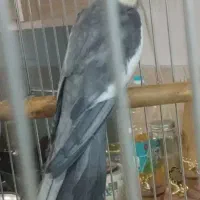 عروس هلندی نر گمشده