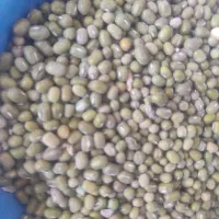 فروش ماش دونه درشت کیلو ۱۶۰|خوردنی و آشامیدنی|چرام, |دیوار