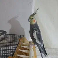 عروس هلندی گم شده