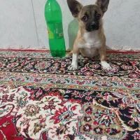 شیوا اشپیتز ماده|سگ|محمدیه-قزوین, |دیوار