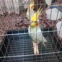 عروس هلندی