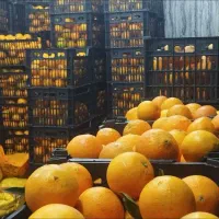 پرتقال تازه چیده شده ۴۵ تومان|خوردنی و آشامیدنی|مشهد, شهرک رازی (شهرک غرب)|دیوار