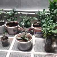 فروش گل طبیعی