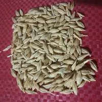 بذر جو ،ال. جی.