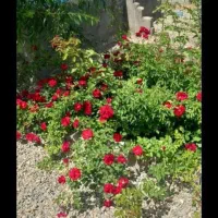 باغ ۸۰۰متری کلاکوب