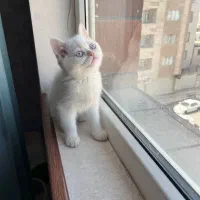توله برتیش
