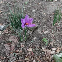 اجاره خانه ویلایی ۳۰۰ متر زمین ۱۶۰ متر بنا|اجارهٔ خانه و ویلا|گلپایگان, |دیوار