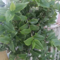 گل طبیعی وسرحال۱۰۰|گل و گیاه طبیعی|بروجرد, |دیوار