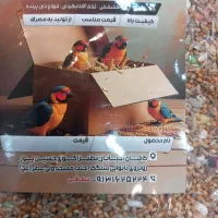 دان عروس