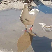 کبوتر کفتر طوقی