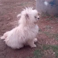 فروش سگ فسقلی