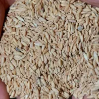 گندم برای دام|حیوانات مزرعه|زالیان, |دیوار