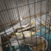 عروس هلندی معاوضه با قناری