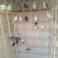 کبوتر یاکفتر