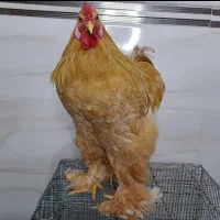 مرغ و خروس برهما