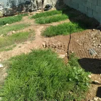 تیم پیاز|گل و گیاه طبیعی|چاروسا, |دیوار