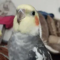 عروس هلندی گم شده