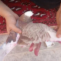 سه عدد کفتر گرفتنی|پرنده|قم, شهرک فاطمیه|دیوار