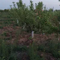 باغ-میوه-در-بهترین-لوکیشن