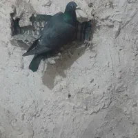 کبوتر  مسا فتی