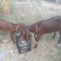 بترین بز دنیا|حیوانات مزرعه|پشتکوه (سیستان و بلوچستان), |دیوار