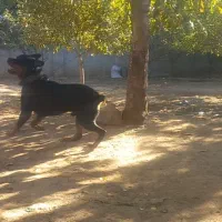 سگ روتفایلر۱۸ماهه|سگ|پارسآباد, |دیوار