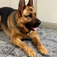 گمشده|حیوانات|ارومیه, |دیوار