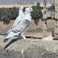 کبوتر بلژیکی|پرنده|رباط‌کریم, رباط‌کریم|دیوار