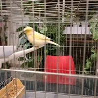 قناری گلاستر ماده|پرنده|کرج, فاز ۳ مهرشهر|دیوار