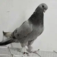 دوجفت سبز کاغذی|پرنده|دوگنبدان, |دیوار