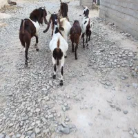 6رائس بز پاکستانی سنگین وزن