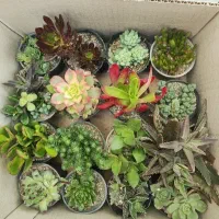 انواع کاکتوس